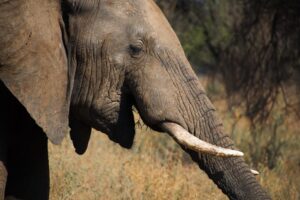 African safaris with Guides