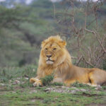 Wildlife Safari in Tanzania