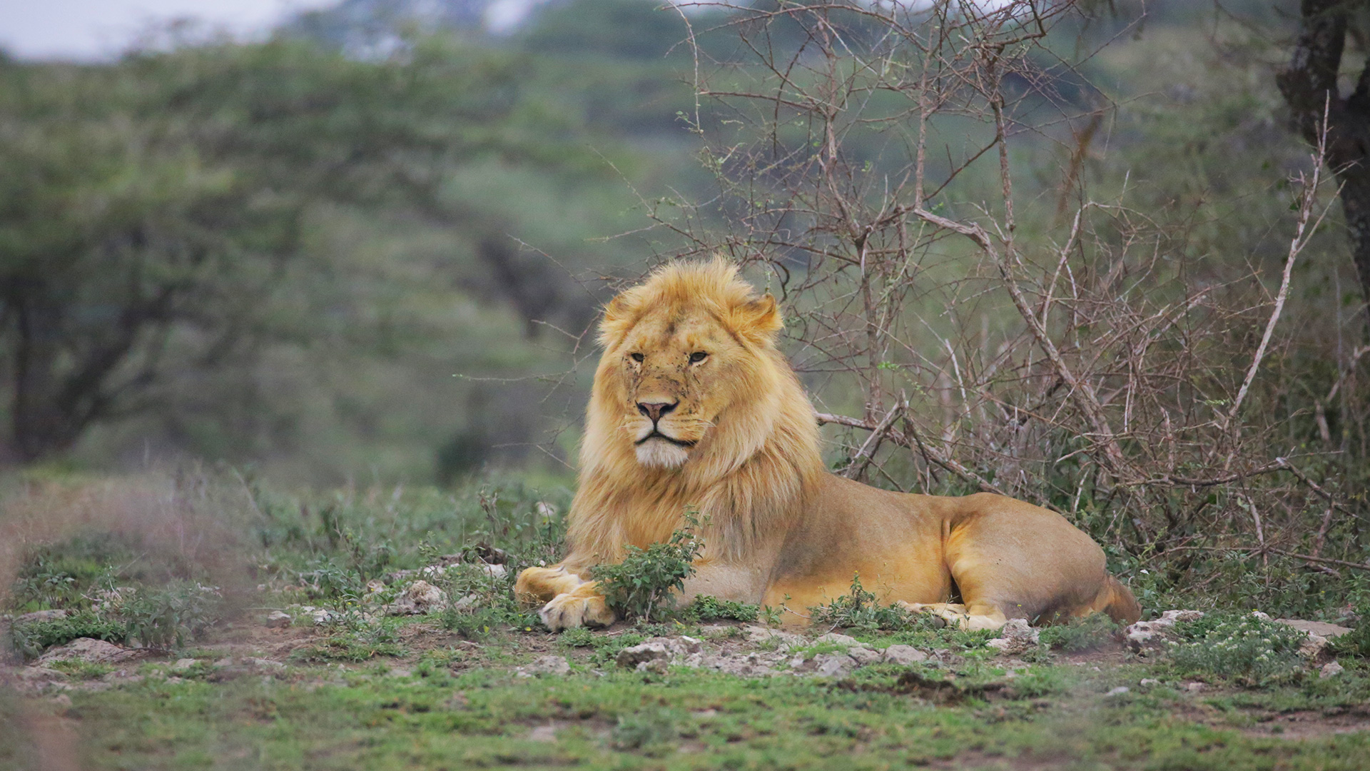 Wildlife Safari in Tanzania