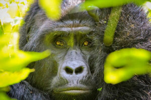Gorilla Safaris in Rwanda with Guides of Africa