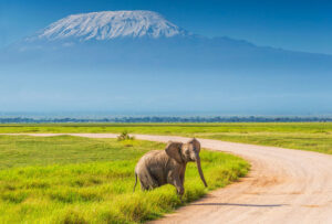 Kenya Safaris